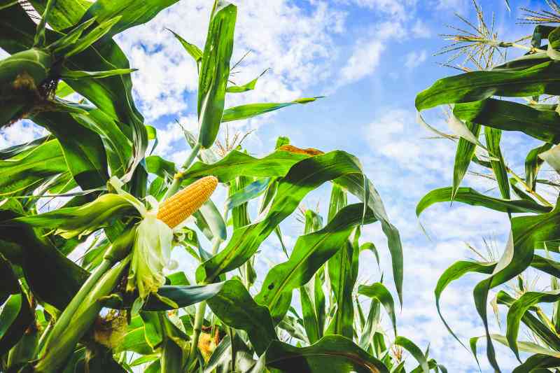Baby Corn farming: A quick cash venture
