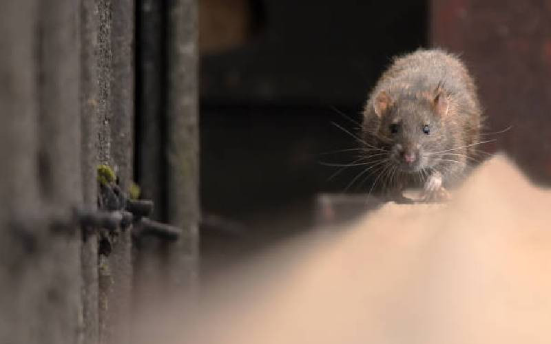 Scientists train rats to detect smuggled wildlife trophies