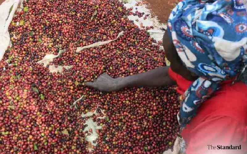 Coffee market nets Sh1.2 billion at the weekly auction