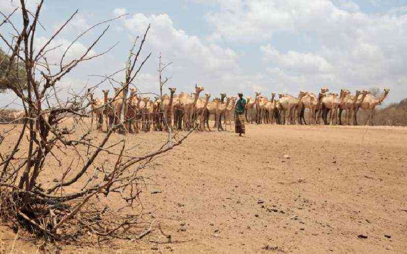 Redouble efforts to feed drought stricken Kenyans