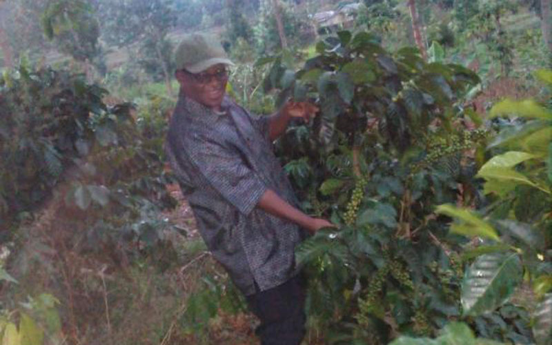 Taita Taveta: Region where coffee was first grown struggles to regain glory