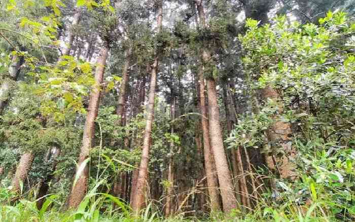 Green dream: Elphic Tossi's plan to feed, reforest and attract tourists