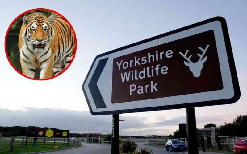 VIDEO: Man dies after horrific tiger attack inside wildlife park