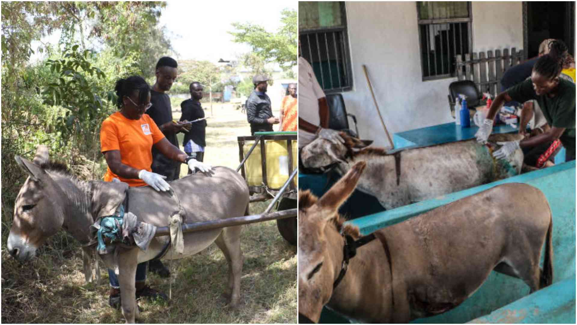 Donkeys on maternity leave: Why Kenyan women give their beasts of burden time off