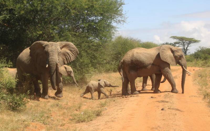 78 elephants starve to death as drought bites