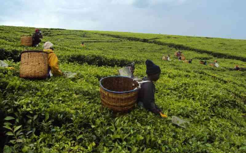 Resident wants legality of land leases to tea firms to be investigated