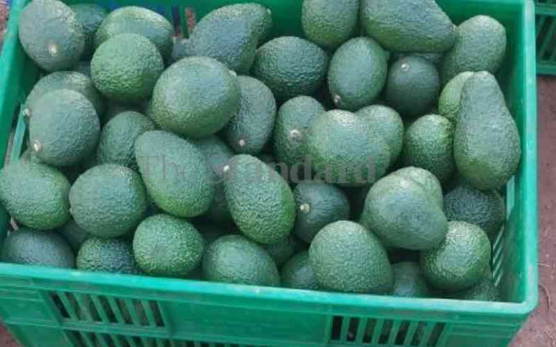 AFA issues new rules for avocado harvesting season