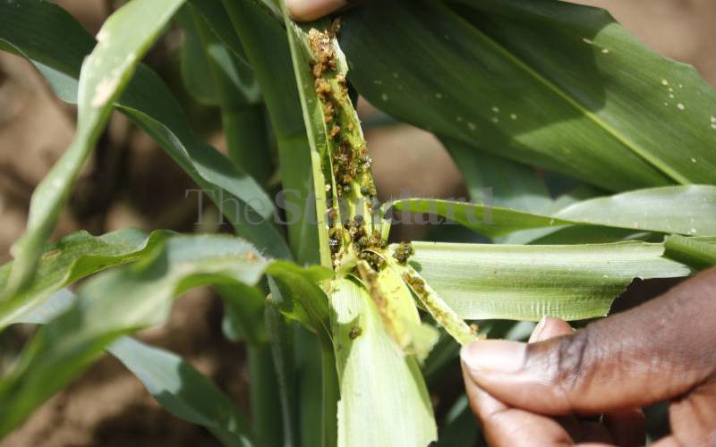 Farmers counting losses as armyworm invasion spreads