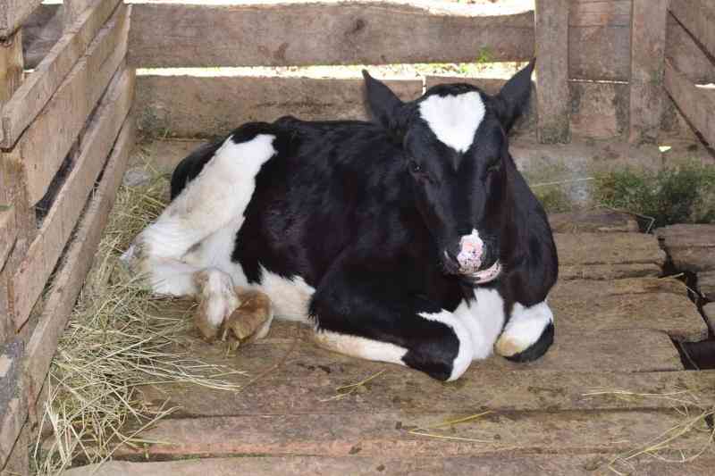 Why Calf Diarrhoea is Common on the Farm