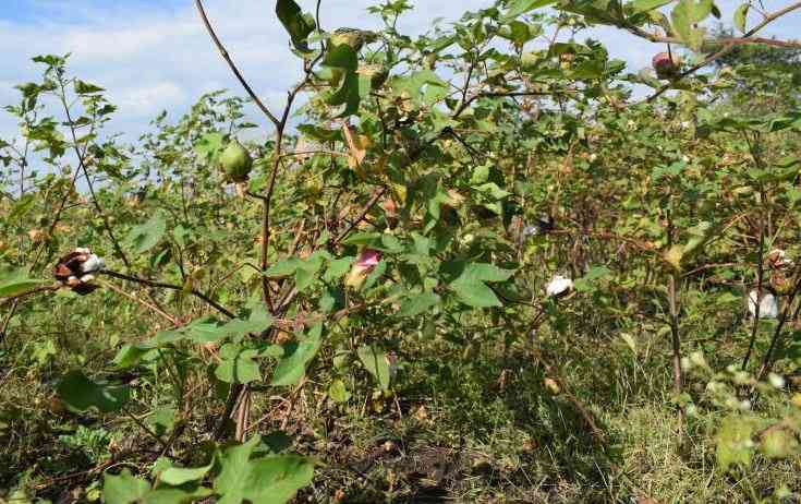 Lamu cotton plant to boost Coast farmers, create 5,000 jobs