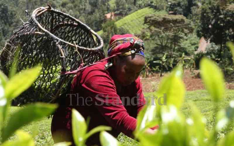 KTDA bags Murang'a tea firms' management deal after new talks