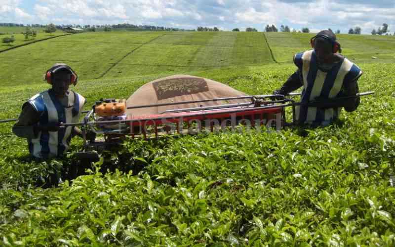 Nandi residents want firms to scale down tea picking machines