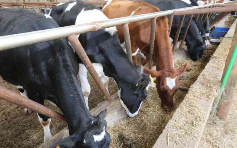 Farmers' lobby proposes measures to fix animal feed crisis