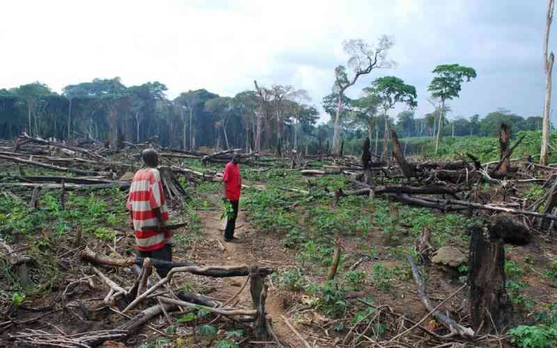 Illegal logging and charcoal trade killing the Congo rainforest