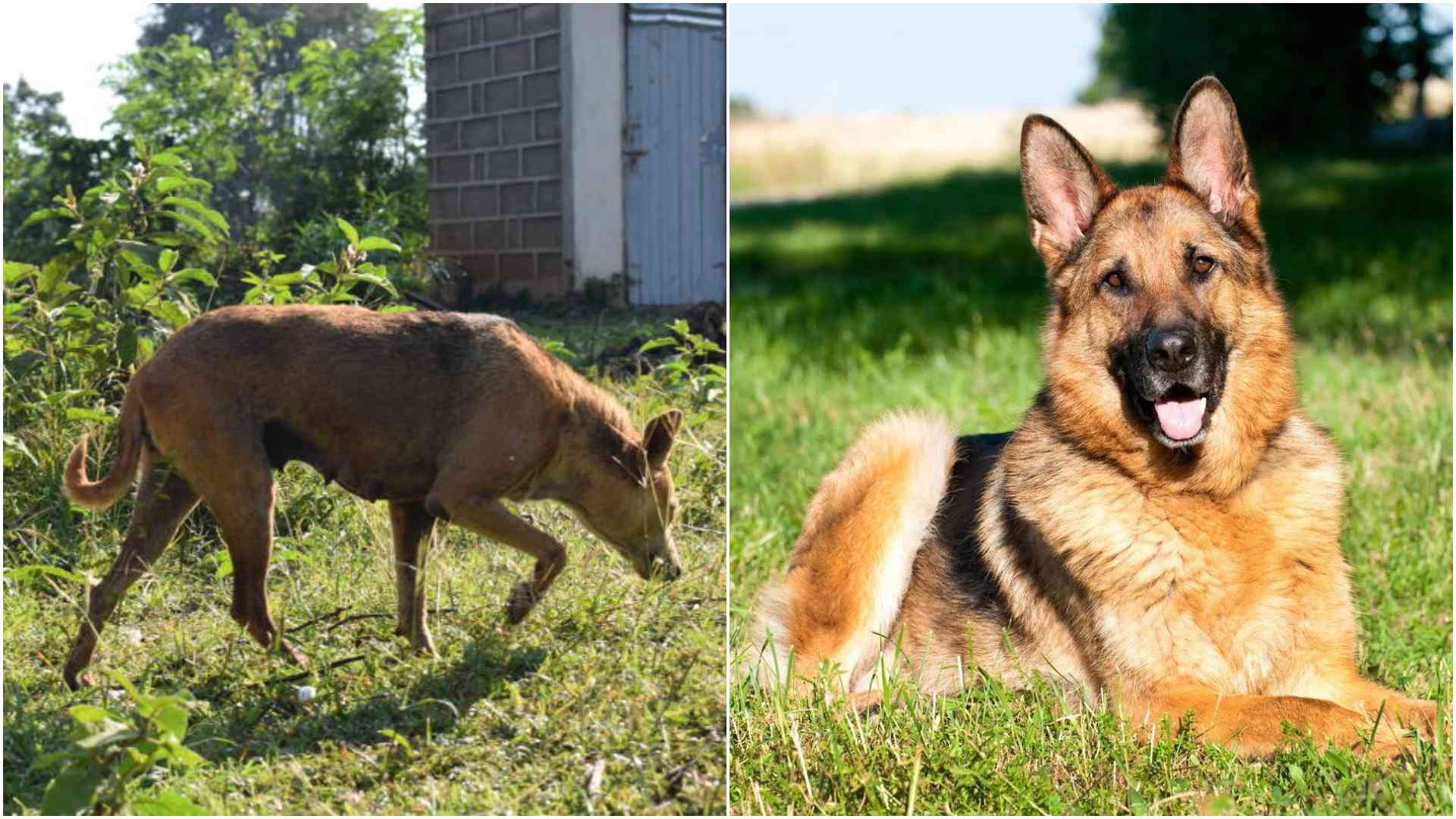 From guard dog to family member: Kenya's shift toward modern pet care
