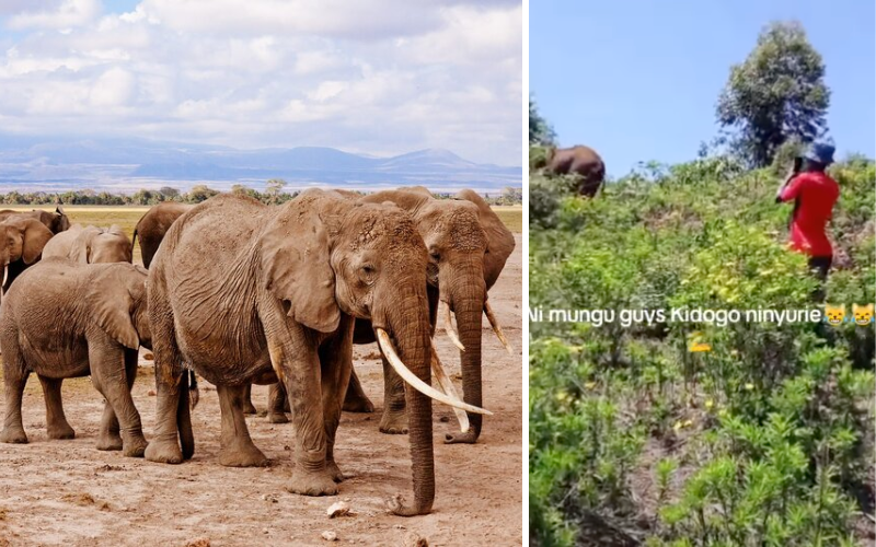 VIDEO: Elephant charges at men in Meru after risky close encounter