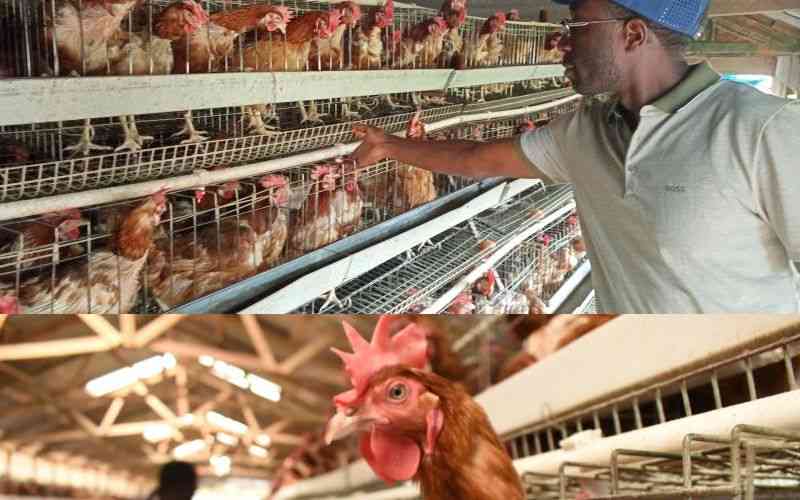 How three graduates hatched a poultry plan