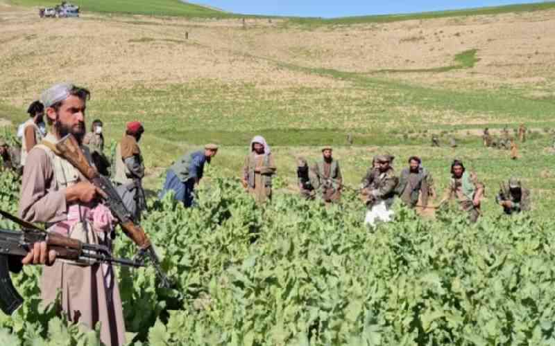 Afghan farmers grow poppies despite Taliban's ban