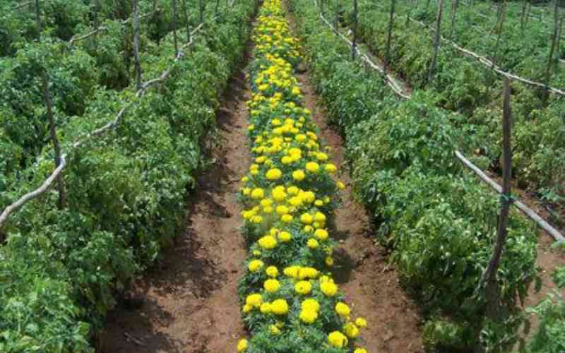 How solar tech-savvy women are securing the global herb market