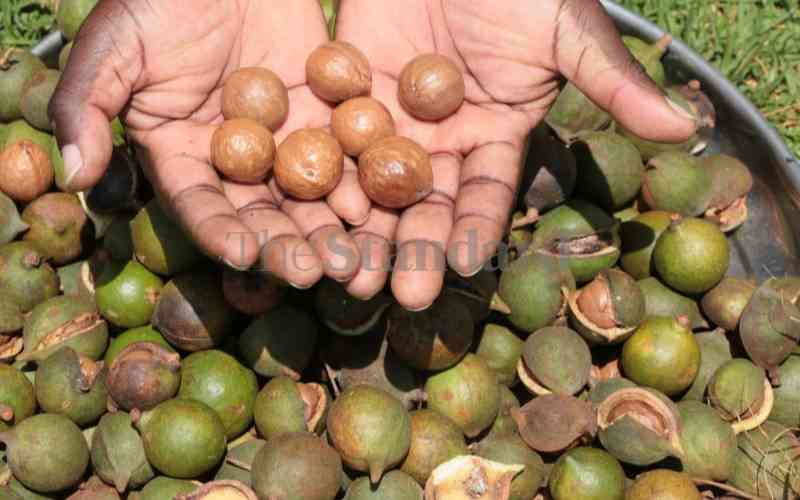 Trade CS Moses Kuria lifts export ban on macadamia