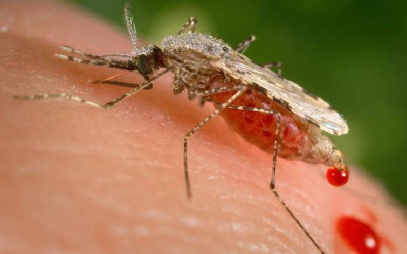 Why new species of invasive mosquito should worry you