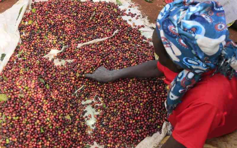 Coffee farming taking shape in Laikipia