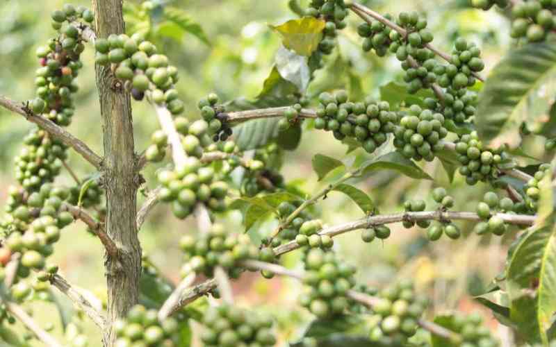 'Coffee reforms created room for cartels' Nyeri Coffee farmers