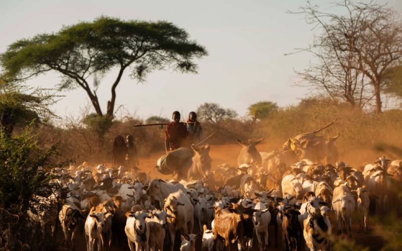 Why pastoralists stand to profit from behaviour shift