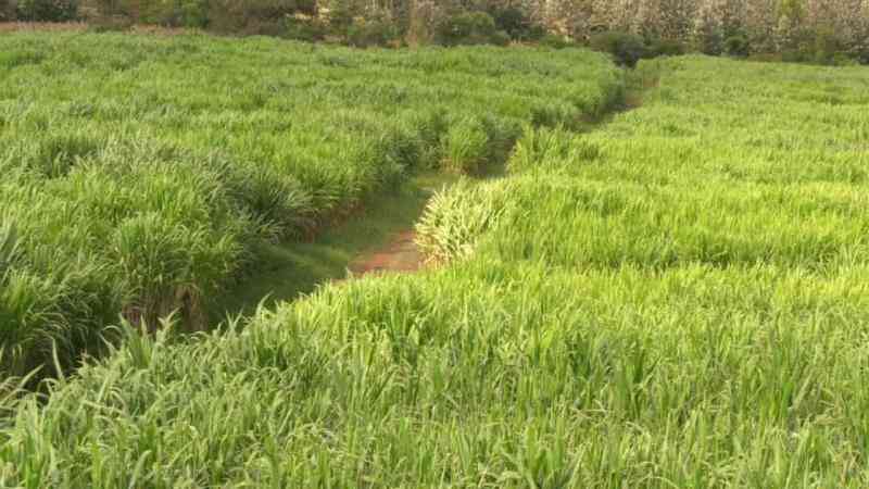 Farmers milk profits from Chinese 'magic grass'