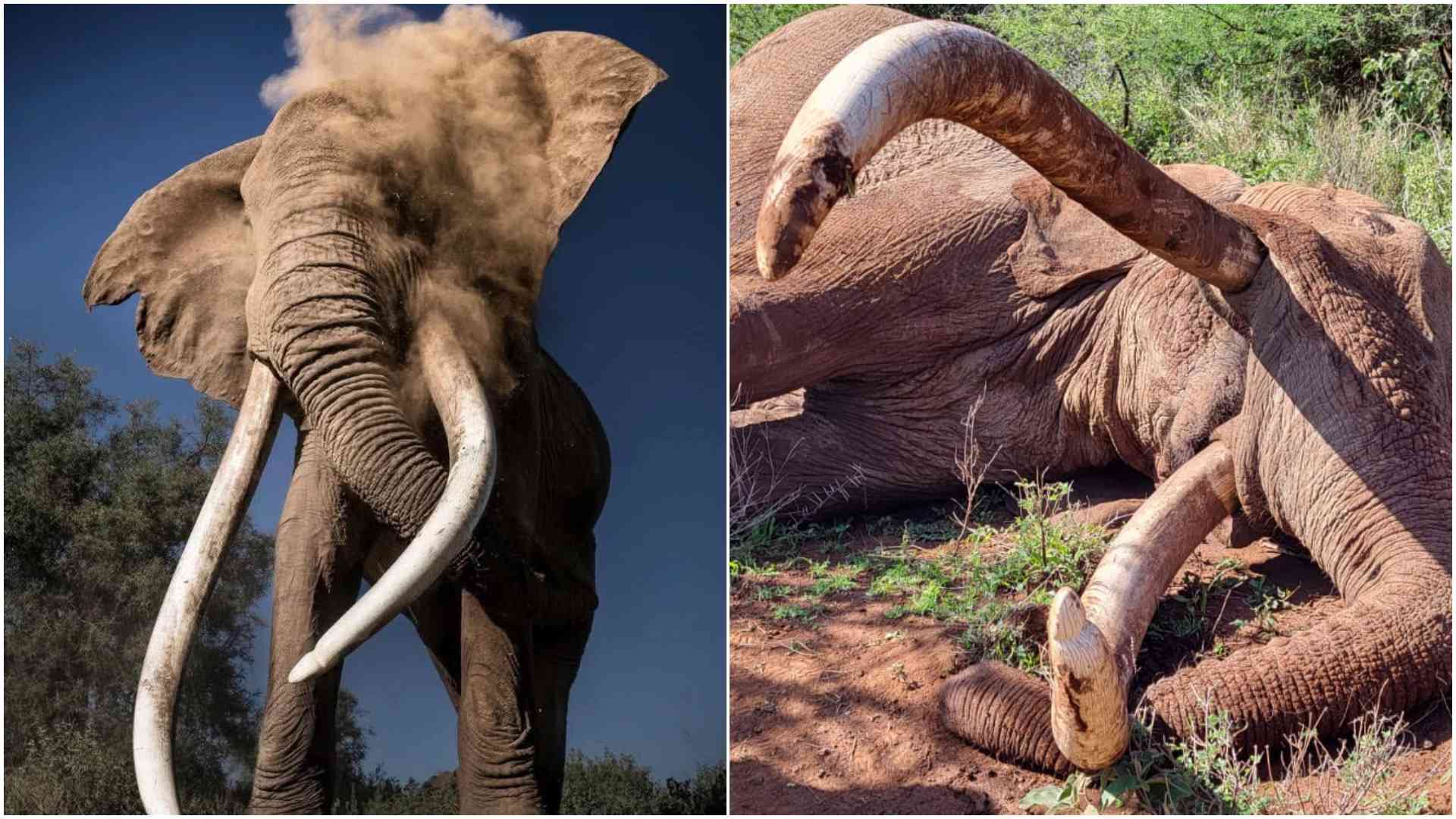 Craig, Amboseli's legendary tusker dies at 54