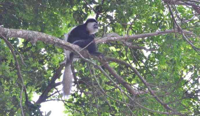 How indigenous trees in Kiambu...