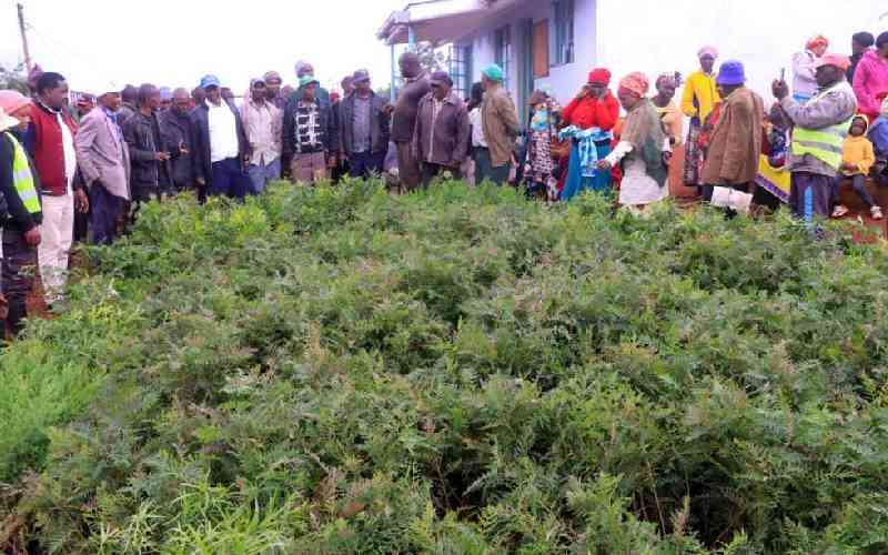 Woman rep Njeri Maina donates energy-saving jikos in solidarity with tree planting drive