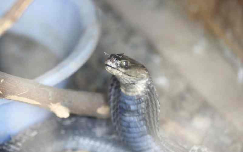 Machakos woman shocked to find snake living in her house