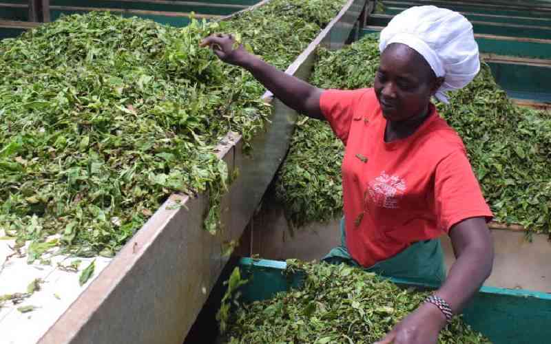 Tea factories threaten to ditch KTDA agency after stalemate