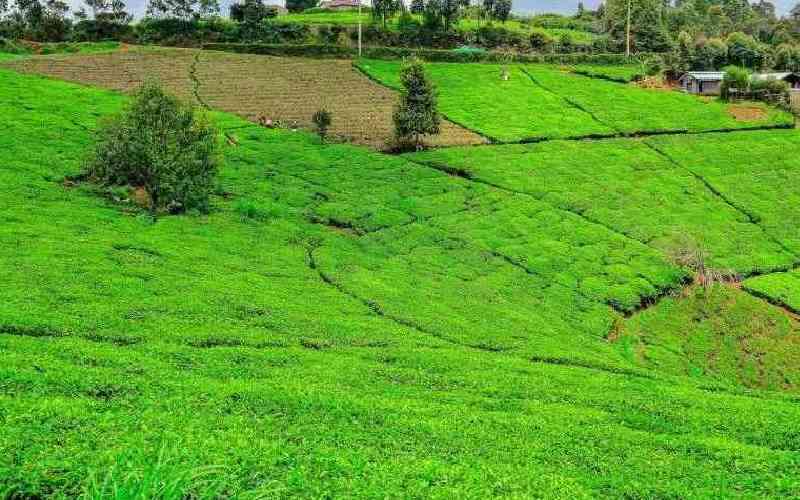 The new allure of the fast-growing countryside