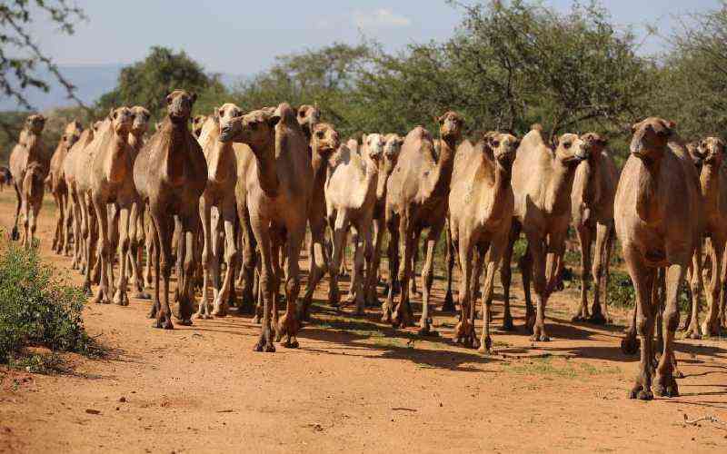 Drought, camel invasion fuel fresh conflict in Taita Taveta
