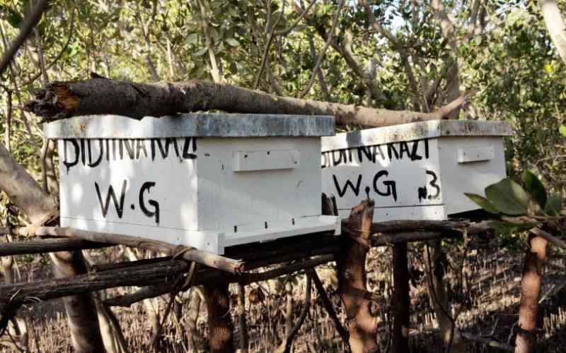 Locals tap into sweet bee keeping while conserving mangrove forests