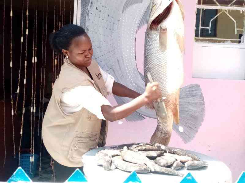 Central fish boom as processing plants remain idle