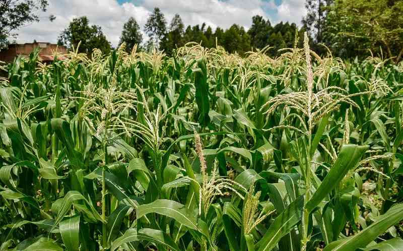 Bungoma County bets on extension officers to improve crop yields