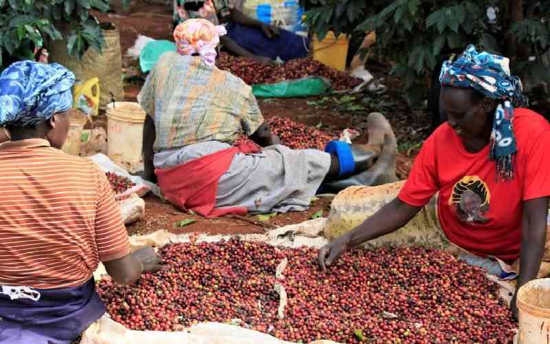 Coffee market fetches Sh994 million in weekly auction
