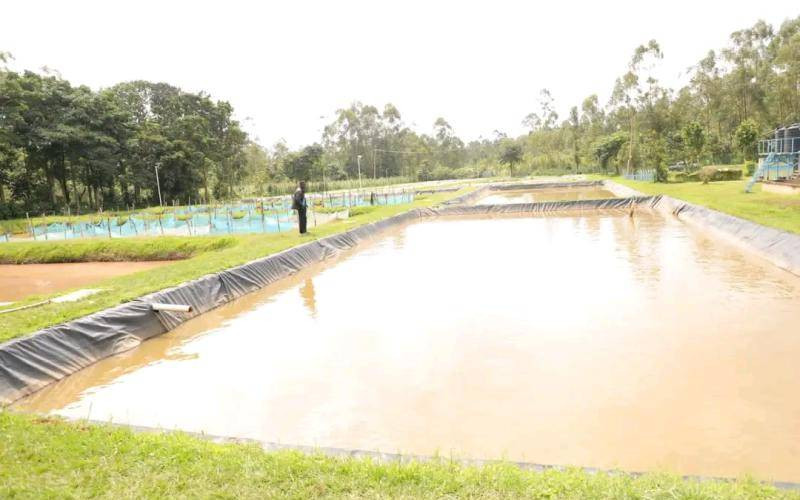 County eyes export markets with Sh69m fish project