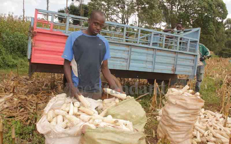 North Rift maize farmers seek higher produce prices for crop