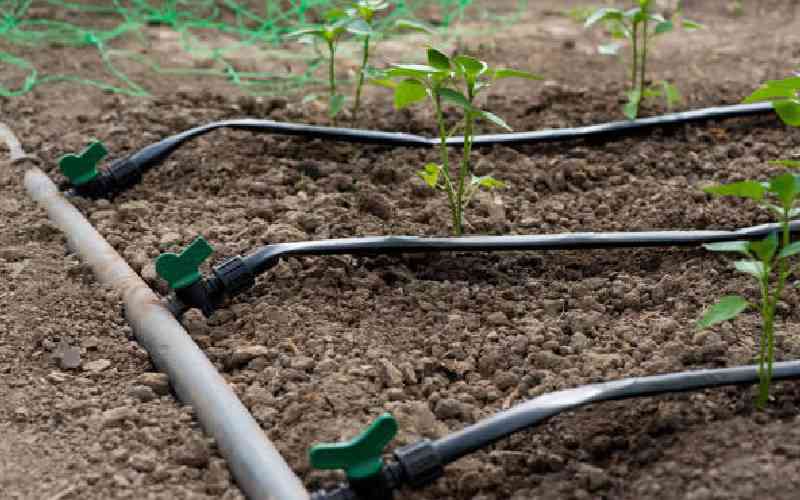 Irrigation farming banned in Embu and Kirinyaga as water levels decrease