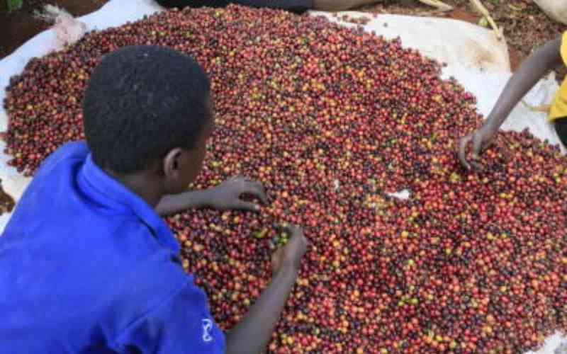 Coffee farmers net Sh292 million from weekly sale at city auction