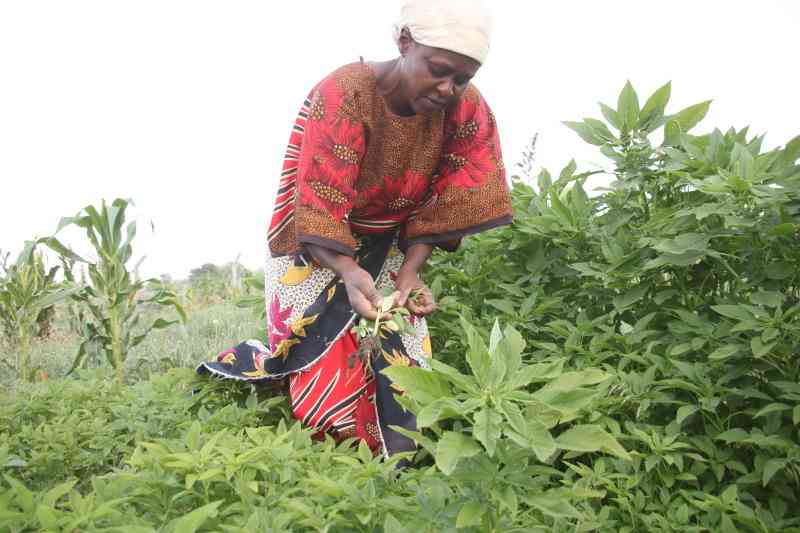 New push to raise financing for women in agribusiness