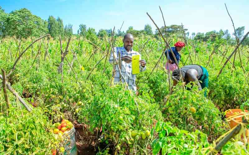 ICIPE launches a tomato control trap for the destructive moth