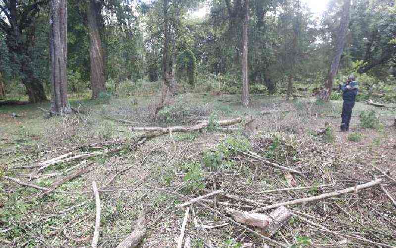 Encroachers in Mau forest are a happy lot over the return of shamba system