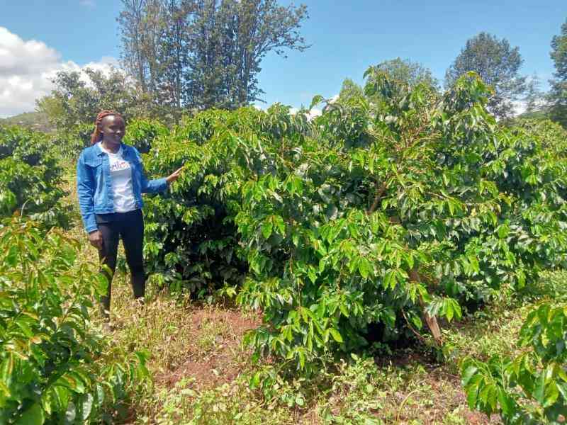 Farmers diversify to coffee, pigs to fight banditry
