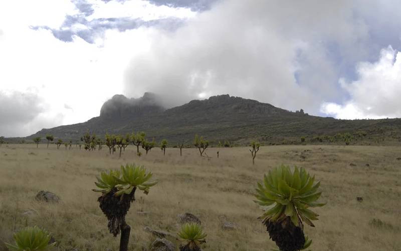 Community secures Sh16m to conserve Mt Elgon forest