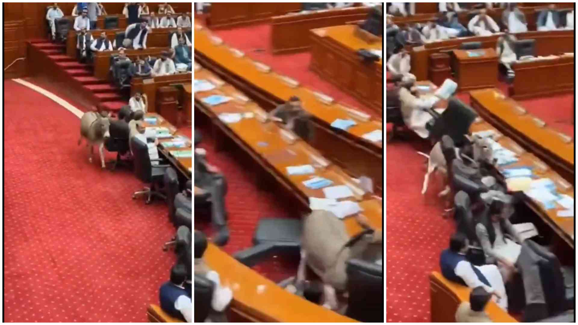 Senate chaos as donkey crashes Pakistani parliamentary session